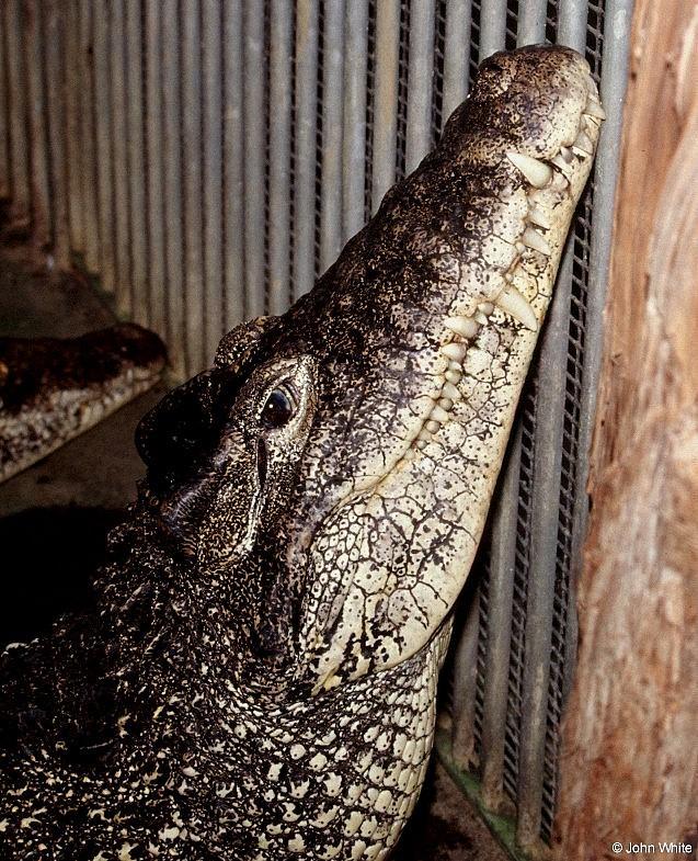Cuban crocodile 2001 002-by John White.jpg