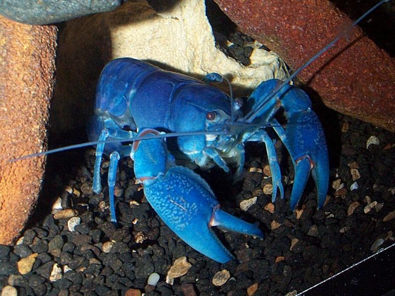 Dcp02400-Australian Freshwater Crayfish-Blue Yabby-by Simon Remo.jpg