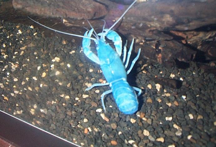 Dcp02452-Australian Freshwater Crayfish-Blue Yabby-by Simon Remo.jpg