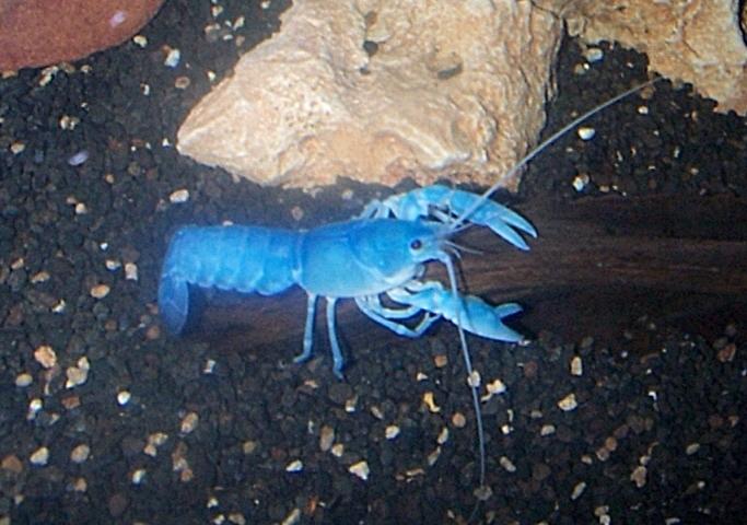Dcp02456-Australian Freshwater Crayfish-Blue Yabby-by Simon Remo.jpg