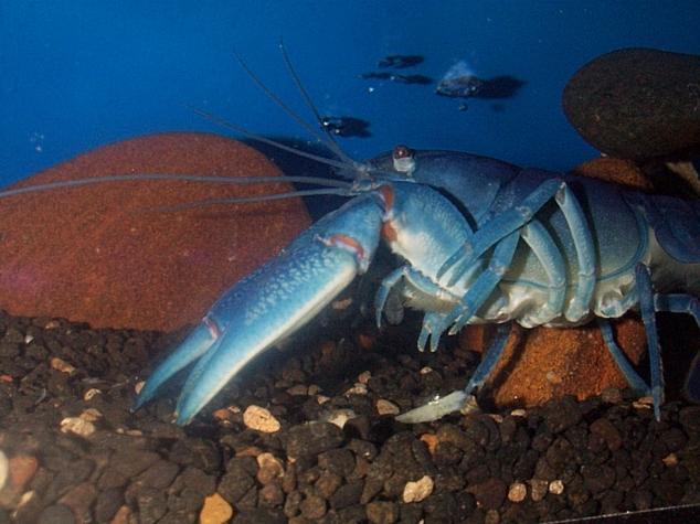 Dcp02511-Australian Freshwater Crayfish-Blue Yabby-by Simon Remo.jpg