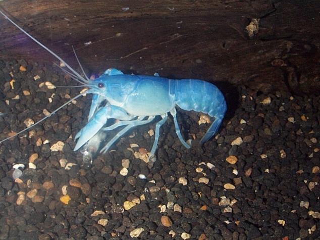 Dcp02517-Australian Freshwater Crayfish-Blue Yabby-by Simon Remo.jpg