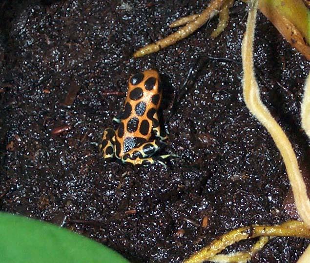 Dendrobates intermedius3-Poison Dart Frog-by Michael Shrom.jpg