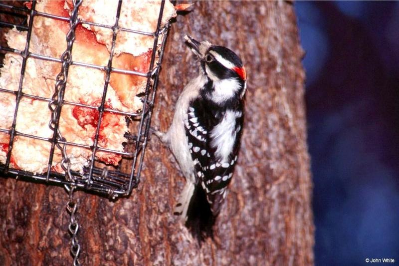 Downy Woodpecker  Picoides pubescens  male-by John White.jpg