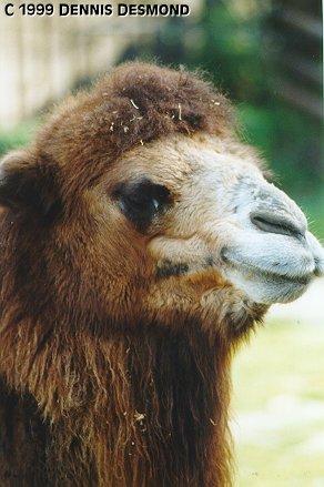 Dromedary camel03-by Dennis Desmond.jpg