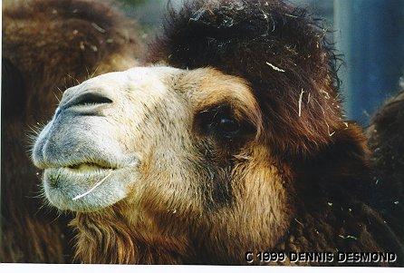 Dromedary camel04-by Dennis Desmond.jpg