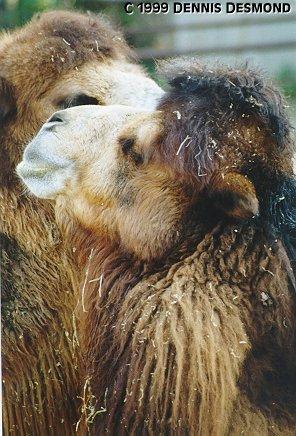 Dromedary camel06-by Dennis Desmond.jpg