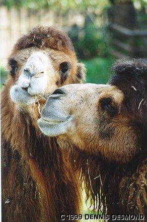 Dromedary camels02-by Dennis Desmond.jpg
