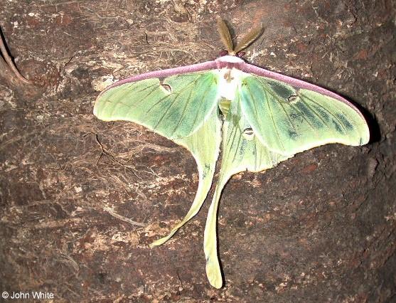 Dscn0007-Luna Moth-by John White.jpg
