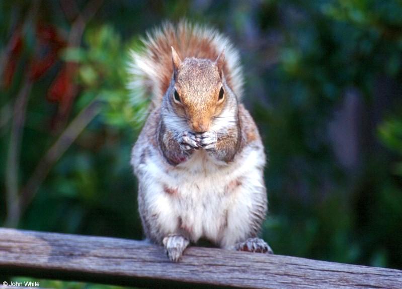 Eastern Gray Squirrel400-by John White.jpg