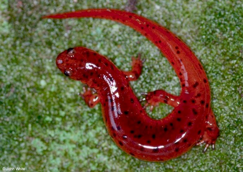 Eastern Mud Salamander  Pseudotriton m. montanus 1lr-by John White.jpg