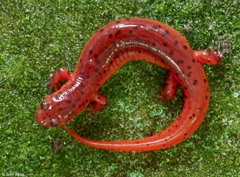 Eastern Mud Salamander  Pseudotriton mlr-by John White.jpg