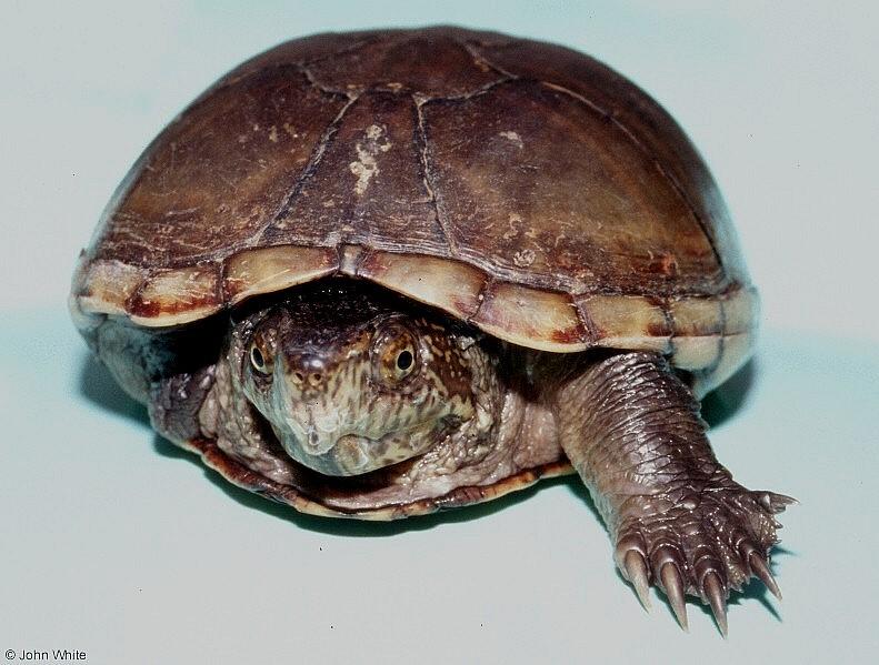 Eastern Mud Turtle Kinosternon subrubrum subrubrum 102-by John White.jpg
