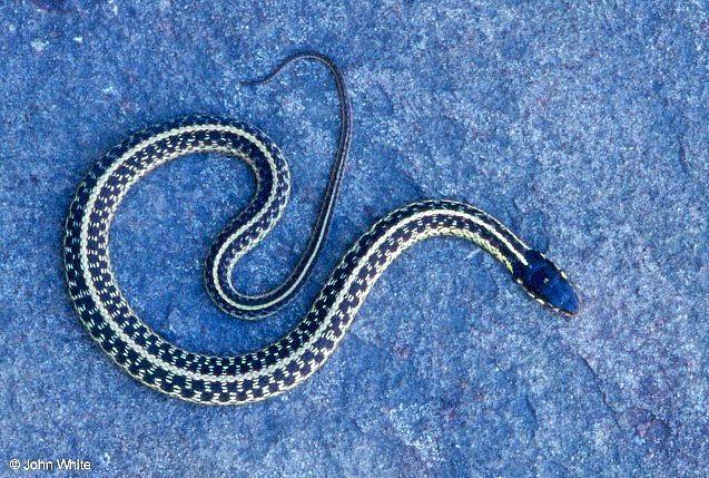 Eastern garter snake  Thamnophis sirtalis sirtalis-by John White.jpg