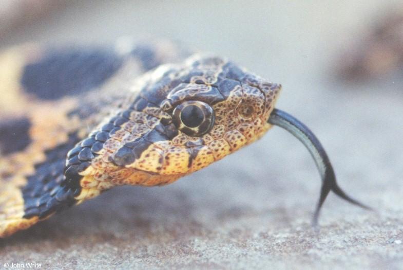 Eastern hognose snake closeup-by John White.jpg