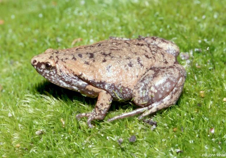 Eastern narrowmouth toad lr-by John White.jpg