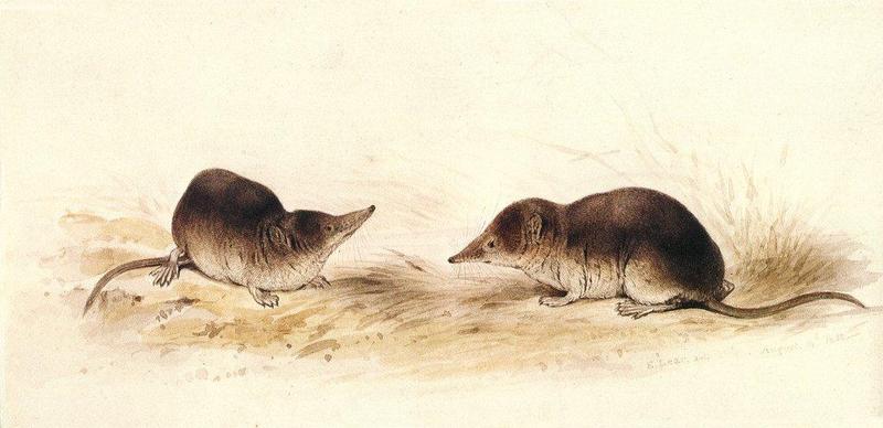 Edward Lear-new 001 Common and Water Shrews 1832 jr-Scanned by JmJ.jpg