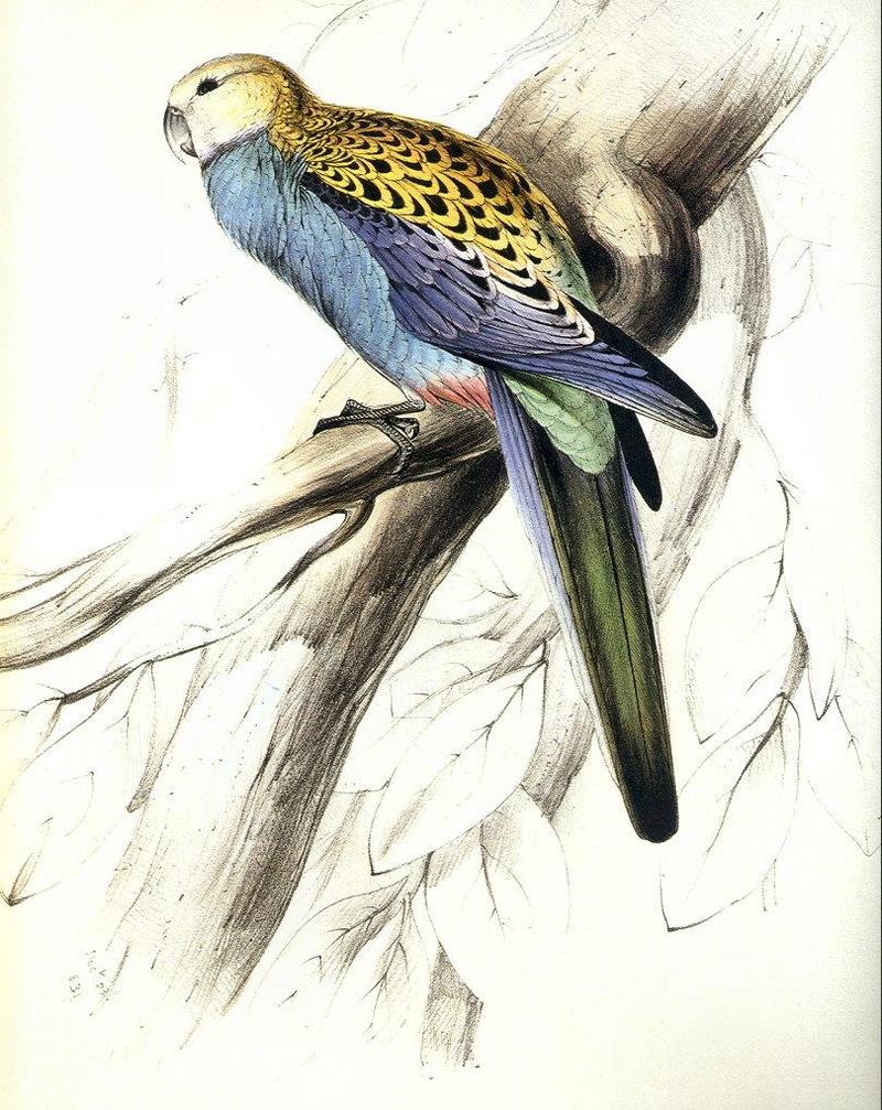 Edward Lear-new 004 Pale-headed-Parakeet 1831 jr-Scanned by JmJ.jpg