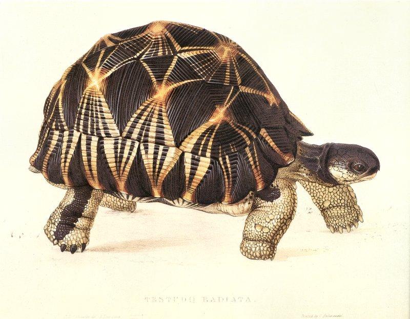 Edward Lear-new 006 Radiated Tortoise-Testudo radiata c1836 jr-Scanned by JmJ.jpg