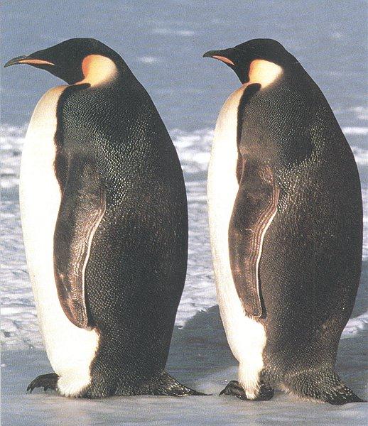 Emperor Penguins 1-by Les Thurbon.jpg