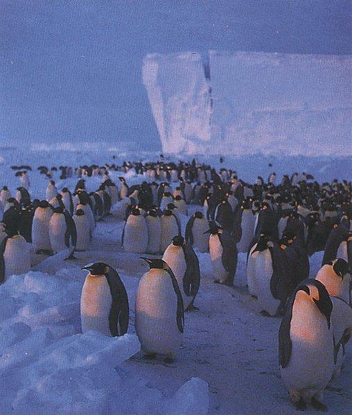 Emperor Penguins 2-by Les Thurbon.jpg