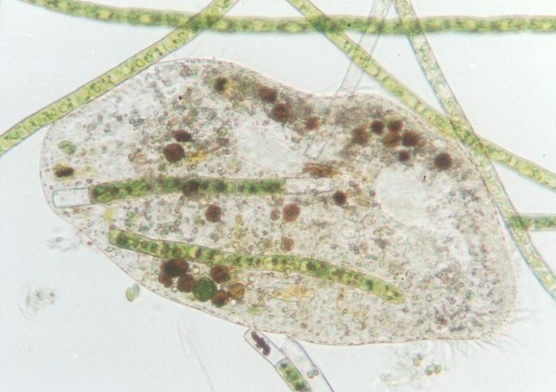 Euplotes-Protozoan-Ciliate-by Ralf Schmode.jpg