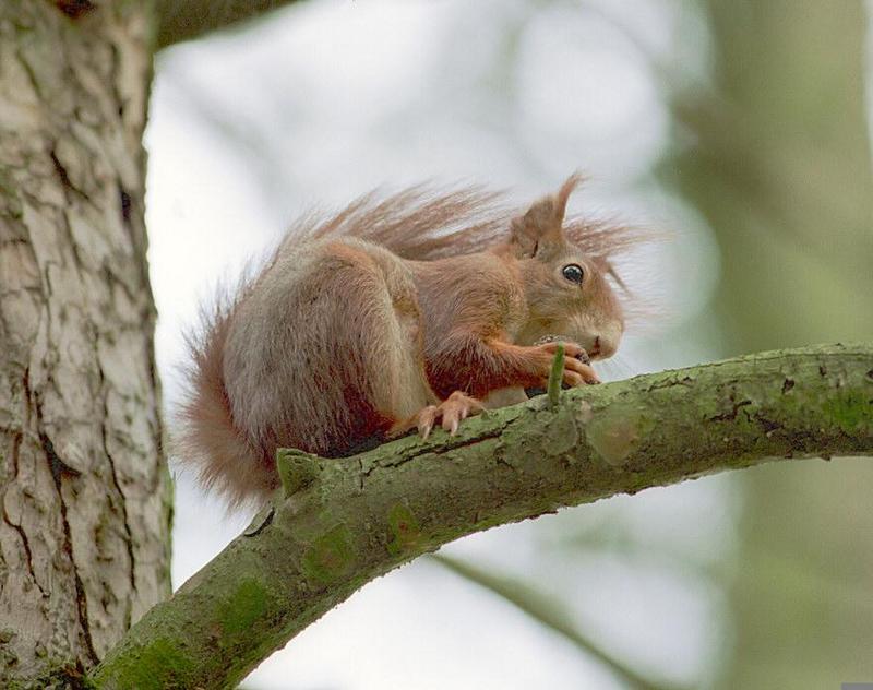 European Tree Squirrel005-by Ralf Schmode.jpg