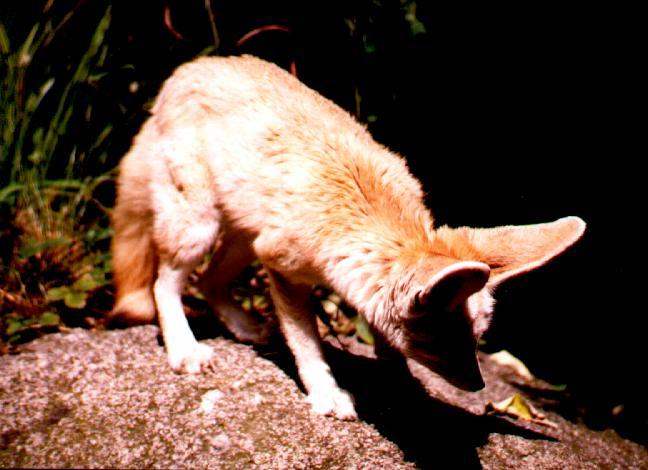 Fennic bitch-Fennec Fox from Heidelburg Zoo-by Thomas O'Keefe.jpg