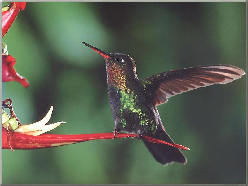 FireyFiery-throatedHummingbird 01-Perching on flower.JPG