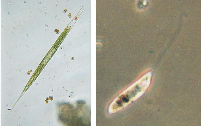 Flagellates-Euglena acus-Protozoan-by Ralf Schmode.jpg