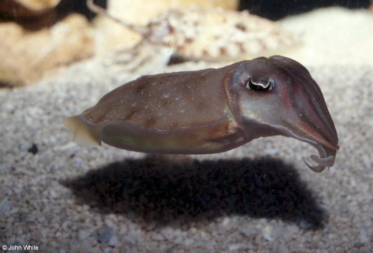 Flamboyant Cuttlefish  Sepia pharaonis 002-by John White.jpg