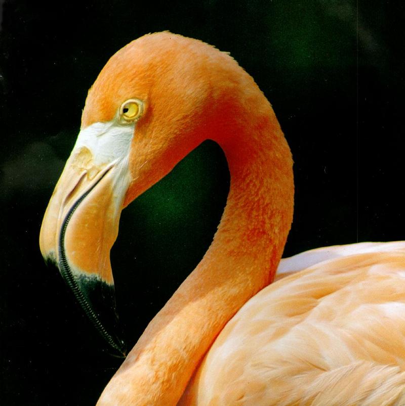 Flamingo J01-Face closeup.jpg