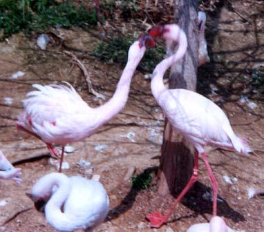 Flamingo altercation-by Denise McQuillen.jpg