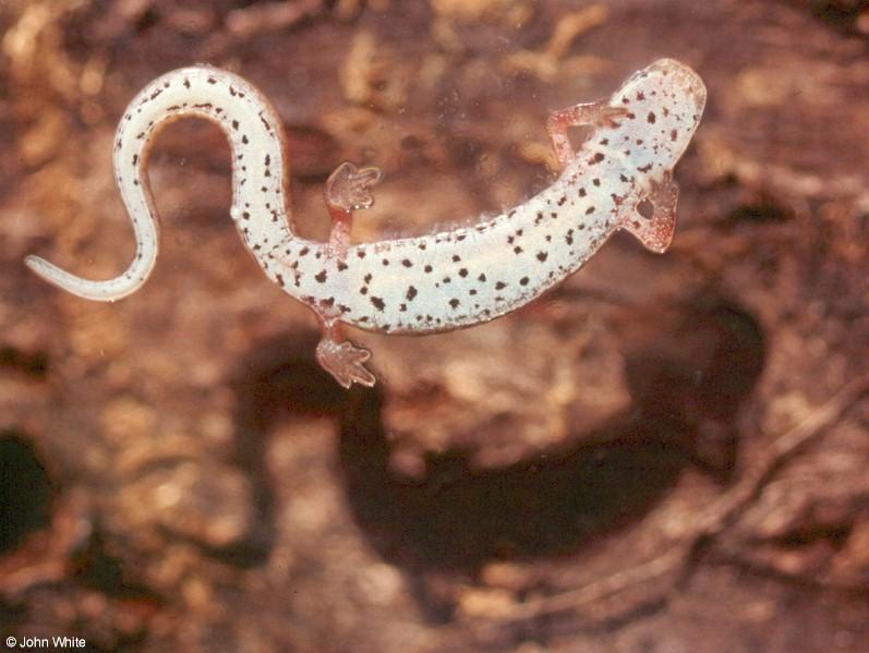 Four-toed salamander-Hemidactylium scutatum 001-by John White.jpg