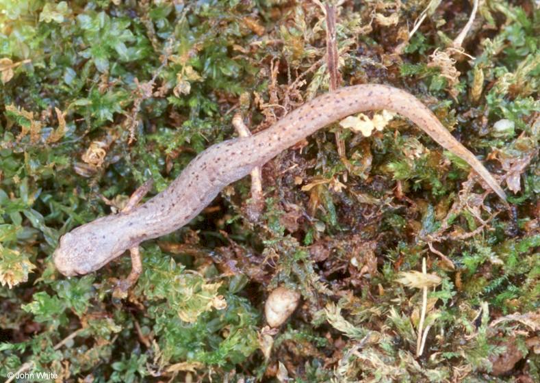 Four-toed salamander-Hemidactylium scutatum 002-by John White.jpg