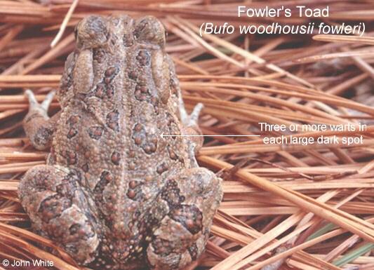 Fowler s Toad2a-by John White.jpg