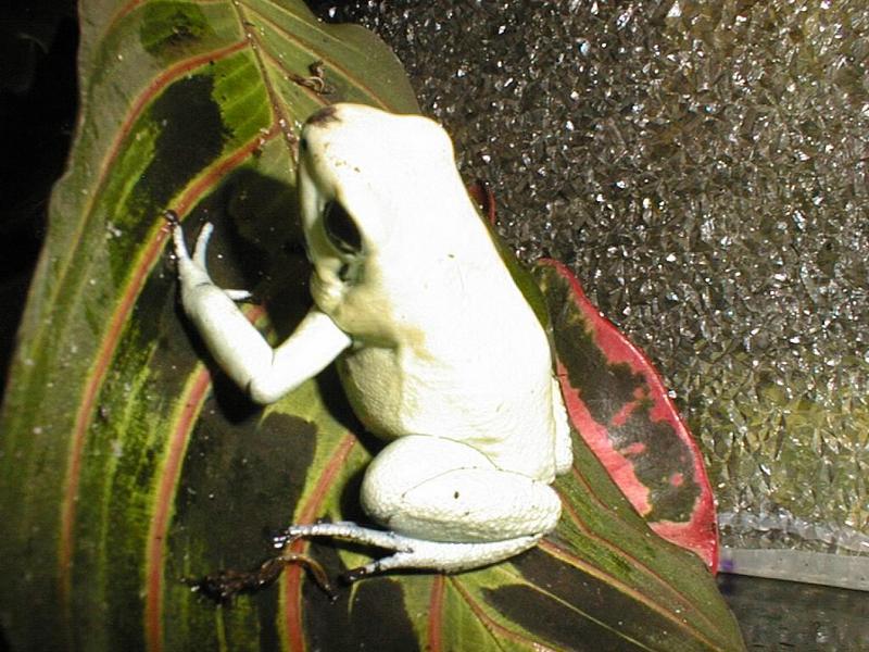 Frogs13-Phyllobates terribilis-Poison Dart Frog-by Michael Shrom.jpg