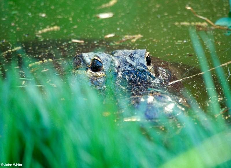 GatorGrass-American Alligator-by John White.jpg