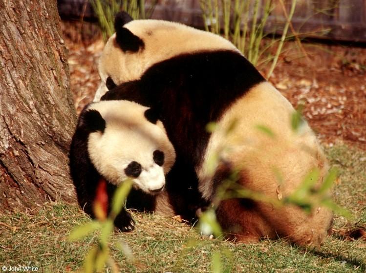Giant Panda 001-by John White.jpg