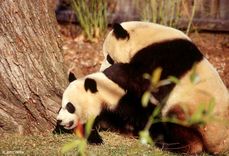 Giant Panda 002-by John White.jpg