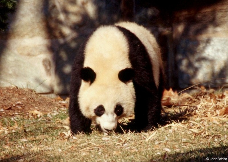 Giant Panda 003-by John White.jpg