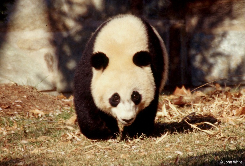 Giant Panda 004-by John White.jpg