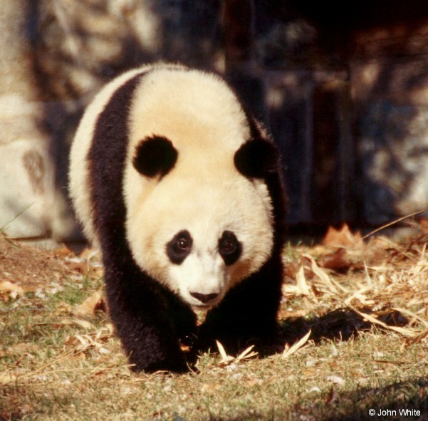 Giant Panda 005-by John White.jpg