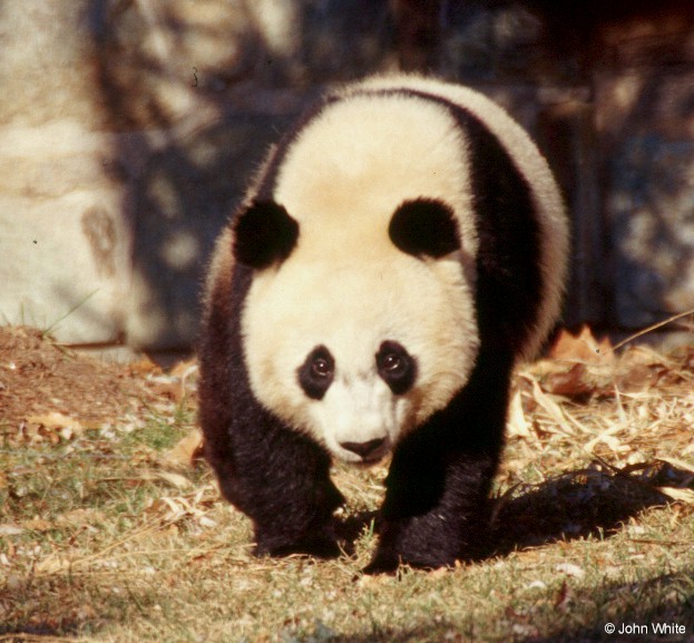 Giant Panda 006-by John White.jpg