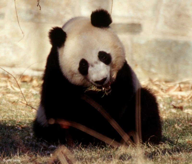 Giant Panda 007-by John White.jpg