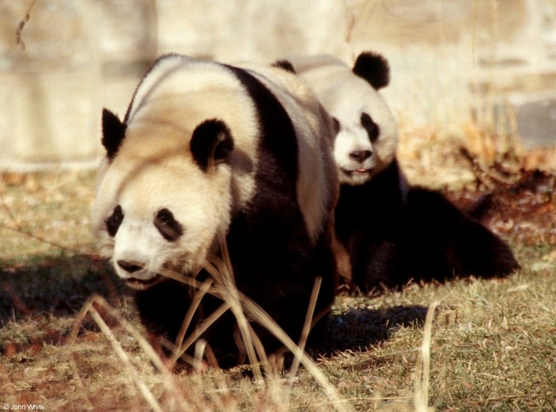 Giant Panda 009-by John White.jpg