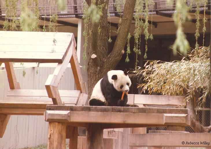 Giant Panda eating carrot-by Rebecca Willey.jpg