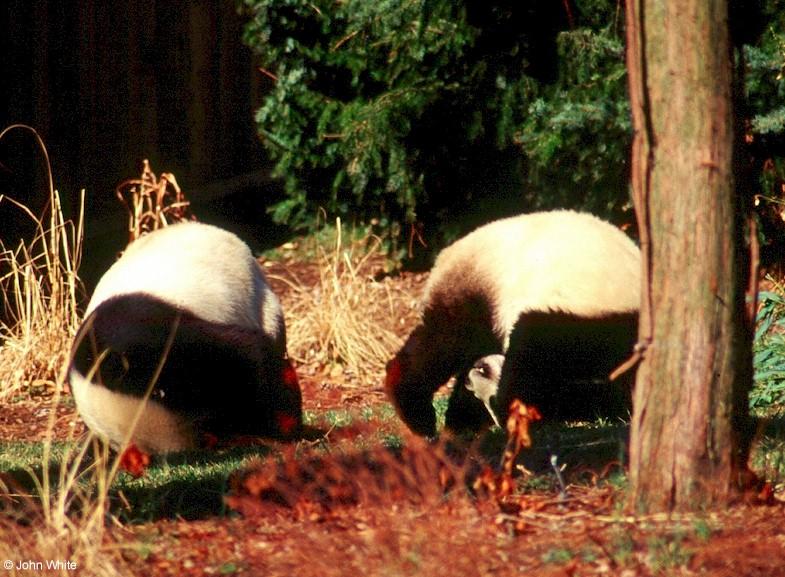 Giant Pandas002 standing on their heads-by John White.jpg
