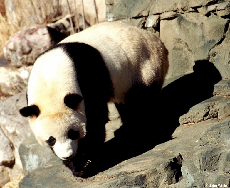 Giant Pandas003-by John White.jpg