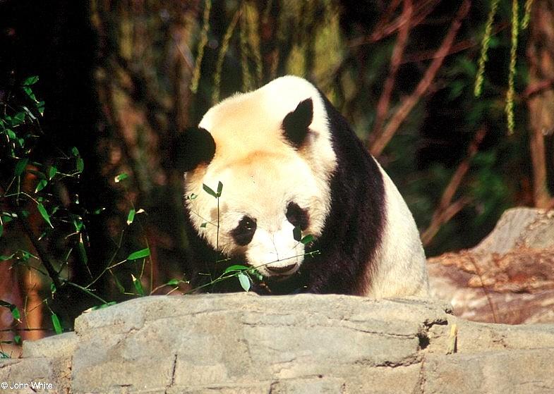 Giant Pandas004-by John White.jpg